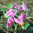 Dodecatheon media red